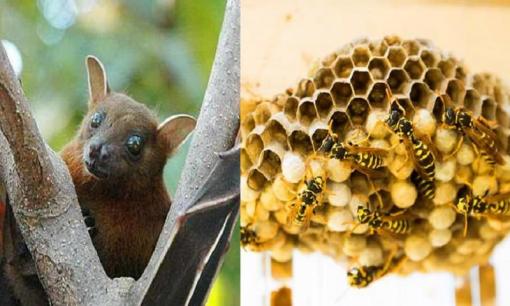 Nếu trong nhà mà xảy ra những hiện tượng sau đây là điềm lành, đừng phá bỏ nó, chỉ trong vài ngày là giàu lên