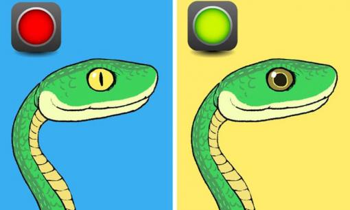 Làm gì khi thấy rắn và cách nhận biết loài rắn chứa nọc độc