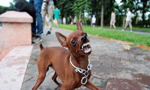 Gặp phải những loài chó sau đây, hãy tránh xa càng sớm càng tốt vì chúng có thể cắn bạn mà không báo trước