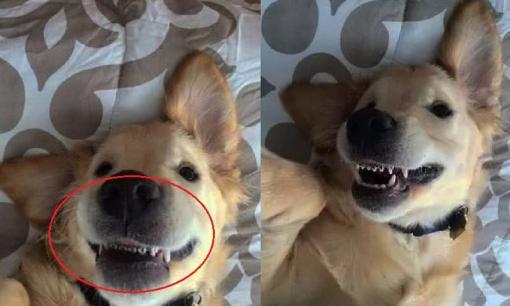 Chú chó bị chủ nhân bắt đi niềng răng, đeo 2 năm mới được tháo, bác sĩ: 'Đúng là cần thiết'