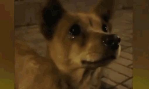 Được người tốt bụng cho ăn, chú chó nhỏ lang thang bất ngờ 'bật khóc'