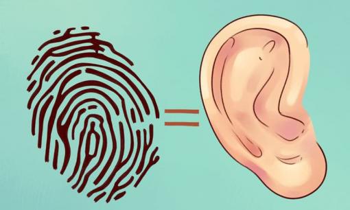 Đôi tai tiết lộ gì về sức khỏe của bạn ở hiện tại và tương lai?