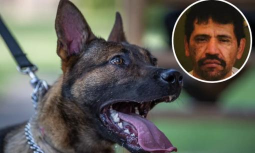 Bị truy đuổi ráo riết, nghi phạm cắn luôn... chó cảnh sát