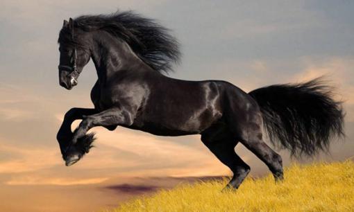 3 tháng đầu năm Tân Sửu 2021, 2 con giáp này vận trình lên như diều gặp gió, vạn sự hanh thông, tài lộc dồn dập tới