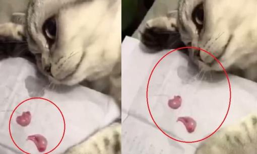 Chú mèo chảy nước mắt sau khi được triệt sản, lặng lẽ nhìn 'sản phẩm' với vẻ xót xa
