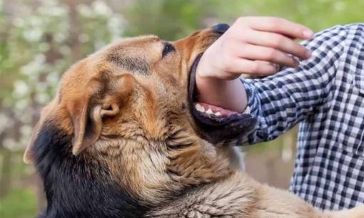 Cậu bé 11 tuổi bị đàn chó cắn xé đến tử vong ở ngoài sân khi mẹ đang say mèm cùng bạn bè    