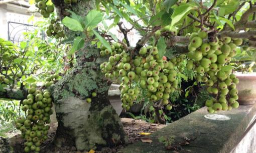 Trước Tết Tân Sửu 2021, đặt ngay cây này vào nhà để trừ tà khí, đuổi vận đen, hút tài lộc