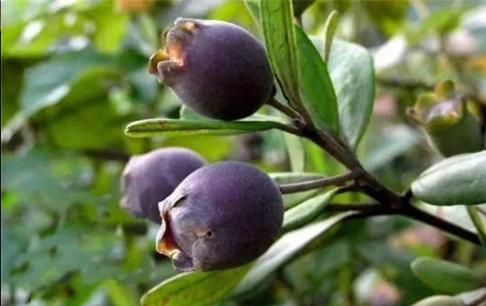 Quả này là món ăn vặt tuổi thơ, ngâm rượu là phải có, có tác dụng chữa bệnh thiếu máu, phong thấp, mất ngủ