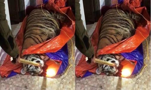 Tịch thu con hổ nặng 2,5 tạ nằm giữa sân nhà dân để chờ nấu cao