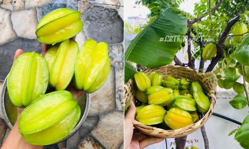 Mẹo trồng khế trong chậu sai trĩu quả, cho trái quanh năm không phải ai cũng biết