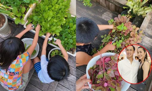 Tăng Thanh Hà khoe hai nhóc tỳ hào hứng thu hoạch rau xanh phụ mẹ trong biệt thự