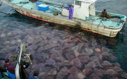 Cơn ác mộng của ngư dân Nhật Bản, một lũ sứa khổng lồ từng tấn công tàu đánh cá và chiếm đóng cả nhà máy điện hạt nhân
