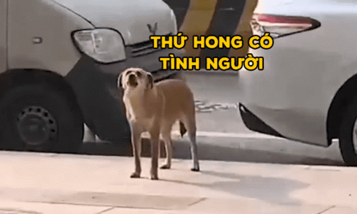 Bị triệt sản, chú chó suốt 3 tháng đến sủa trước phòng khám thú y 'bắt đền'