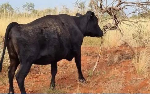 Kỳ quái 'bò tót ăn rắn' ở Australia, các chuyên gia kết luận: sự 'suy thoái bản năng' của con người là điều tốt