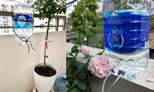 Về quê ăn Tết, nhiều người sáng tạo cách để cây được cung cấp đủ nước
