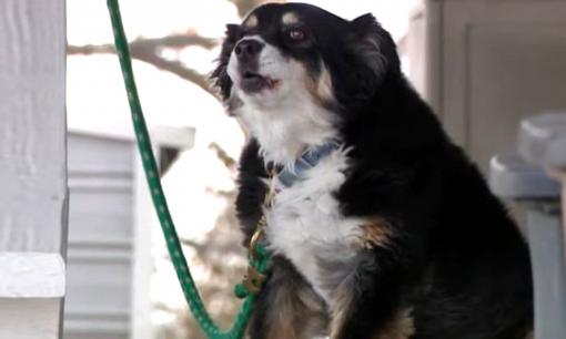 Chú chó 8 tuổi thừa kế 115 tỷ đồng từ người chủ quá cố