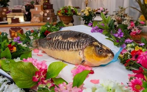 Chú cá koi 20 tuổi ở Anh qua đời vì bạo bệnh, gia chủ tổ chức tang lễ đưa đi hỏa táng! Netizen: ngửi thấy mùi thơm thật