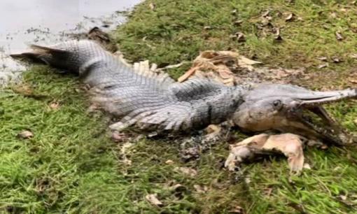Cô gái sửng sốt khi phát hiện xác của sinh vật 'tiền sử' với đầu cá sấu và mình cá