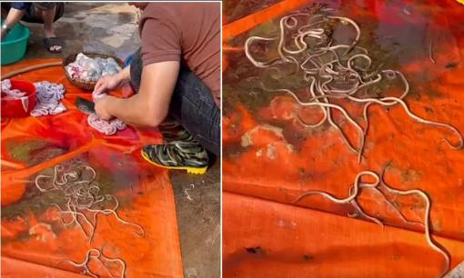 Kinh hãi khi nhìn cảnh người đàn ông tuốt lòng lợn ra một đống sán, nhiều đến mức phải dùng xẻng xúc