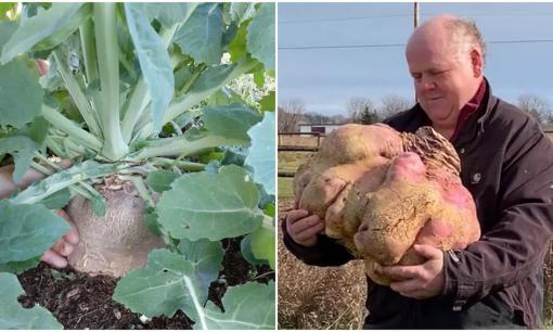 Củ cải 'khổng lồ' nặng nhất thế giới với trọng lượng 29 kg