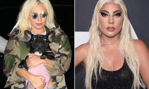Lady Gaga rao 11,5 tỷ đồng để chuộc chó sau khi người dắt thú cưng của cô đi dạo bị bắn