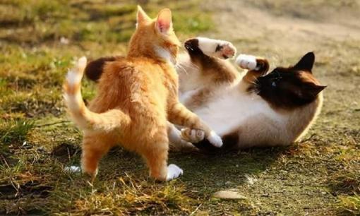 Tại sao mèo cái thường tấn công mèo đực sau khi giao phối? Một số con mèo đực thậm chí còn bị 'ám ảnh tâm lý'