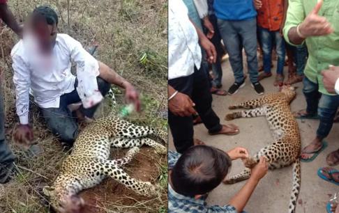 Một người đàn ông Ấn Độ đi xe máy về nhà thì bị báo hoa mai tấn công và anh đã siết cổ con báo đến chết bằng tay không