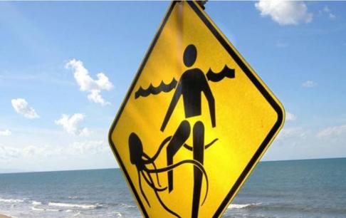 Một cậu bé người Úc đi bơi đã bị 'sinh vật độc nhất thế giới' tấn công và tử vong! Trường hợp đầu tiên của đất nước trong 15 năm qua