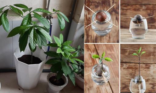 Tất tần tật các bước trồng bơ làm cảnh từ hạt siêu dễ, ai cũng có thể làm, thành quả ngoài sức mong đợi 