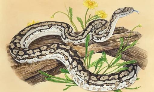 Hai con giáp thường nói dối nhiều nhất, họ có thể bị gọi là cáo già!