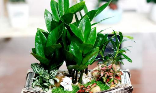 Muốn kích hoạt may mắn và thúc đẩy tài lộc, loài cây phong thủy này chính là lựa chọn số 1