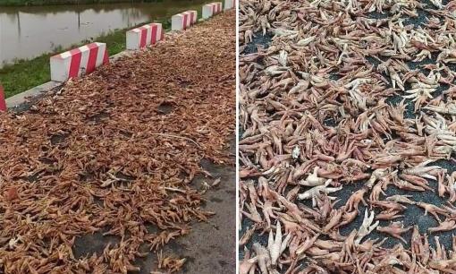 Hình ảnh chân gà phơi la liệt ngoài đường đầy 'ròi bọ' khiến nhiều người rùng mình!