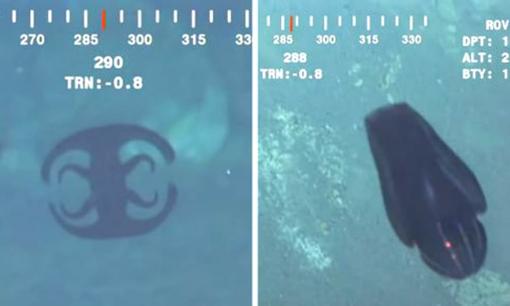 Khoảnh khắc sinh vật kỳ lạ tự biến đổi hình dạng ở độ sâu 1,1 km dưới biển gây chú ý