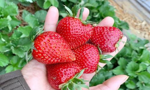 Cách phân biệt dâu tây Mộc Châu với dâu tây Trung Quốc bán đầy 'chợ mạng'