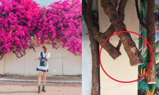 Công an vào cuộc điều tra vụ hủy hoại giàn hoa giấy khổng lồ, nhìn gốc cây 'lửng lơ' ai cũng xót xa cho địa điểm check-in hot nhất Vũng Tàu một thời