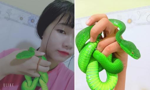 Cô gái Việt nuôi hàng loạt rắn làm thú cưng gây ám ảnh