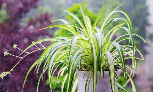 Mùa Xuân, cây dây nhện bắt đầu phát triển rầm rộ, dạy bạn 2 mẹo cắt tỉa giúp lá non ra ầm ầm