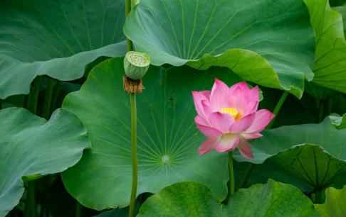 Tác dụng và vai trò của lá sen? Hạ nhiệt và giảm nhiệt, nhưng cũng giảm cân và cellulite