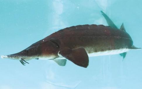 Lợi ích của việc ăn cá tầm là gì? Giá trị và tác dụng của cá tầm với sức khoẻ con người? 