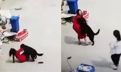 Chú chó lớn lao tới một người phụ nữ mặc váy khi động dục và bị mọi người xua đuổi, người phụ nữ cuối cùng được giải cứu trong bối rối 