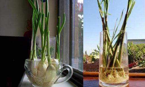 Bí quyết trồng và chăm sóc 7 loại cây gia vị phổ biến trong bếp, mẹ đảm nào cũng có thể làm 