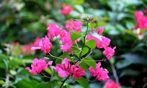 Tháng 5 thích hợp để giâm cành '4 loại hoa' này, dễ bén rễ và phát triển nhanh, 'trổ' hoa to vào mùa hè và mùa thu 