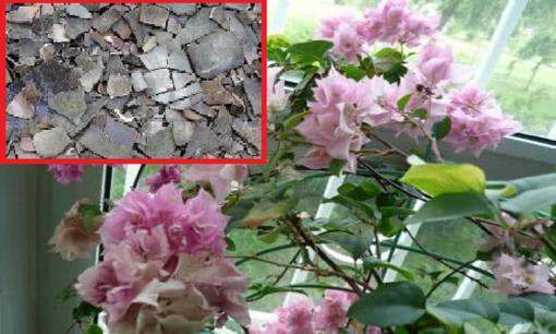 Bỏ hai thứ này vào chậu trồng hoa, không cần mua đất giàu dinh dưỡng, rễ hoa mười năm cũng không thối