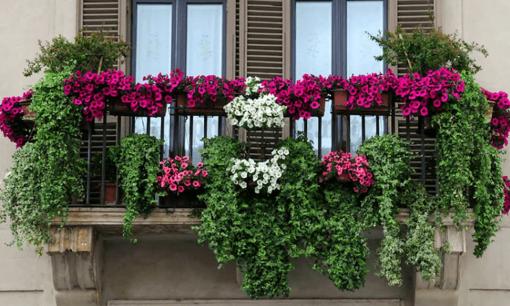 Những vị trí đắc địa đặt cây phong thủy mang lại thịnh vượng, tài lộc cho gia chủ