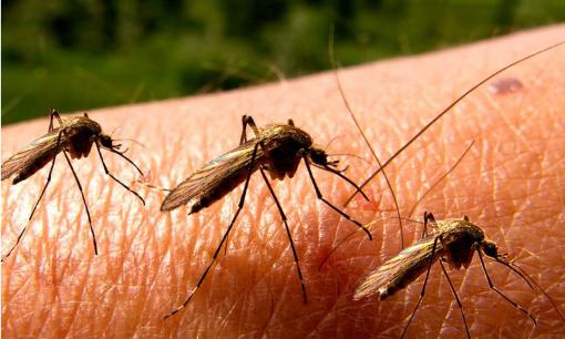 Đuổi muỗi hiệu quả bằng 5 nguyên liệu tự nhiên này