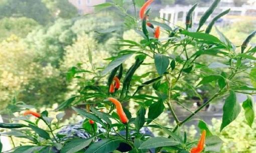 Trồng ớt trong chậu? Vài mẹo nhỏ, một cây cho hàng chục quả, ba cây có thể ăn cả năm