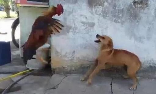 Con gà trống được nuôi ở nông thôn, lớn lên nó 'thống trị' cả làng, chó phải chạy trốn khi thấy nó