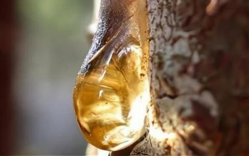 Cặp ruồi cổ đại biến thành hổ phách trong quá trình giao phối và vẫn được theo dõi 41 triệu năm sau