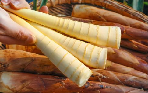 Phơi khô măng, đừng phơi trực tiếp, nhớ làm thêm 2 bước nữa thì măng khô mới trắng, ngon, để lâu không bị hỏng