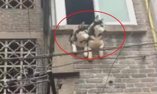 Để ngăn chó cưng phá đồ trong nhà, người chủ nghĩ ra cách có '1-0-2': Đập lỗ trên ban công để chúng thò đầu ra ngoài nhìn đường phố